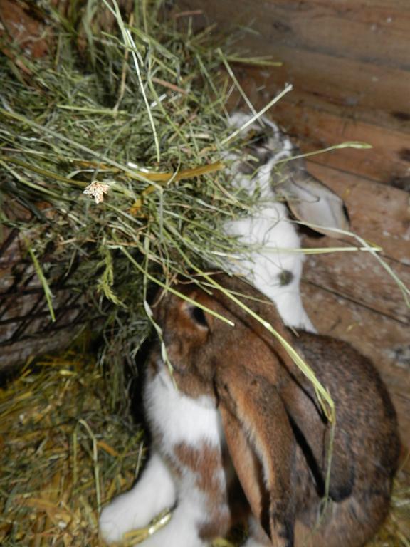 Einkehrhof Poggau Lejlighed Reinsberg Eksteriør billede